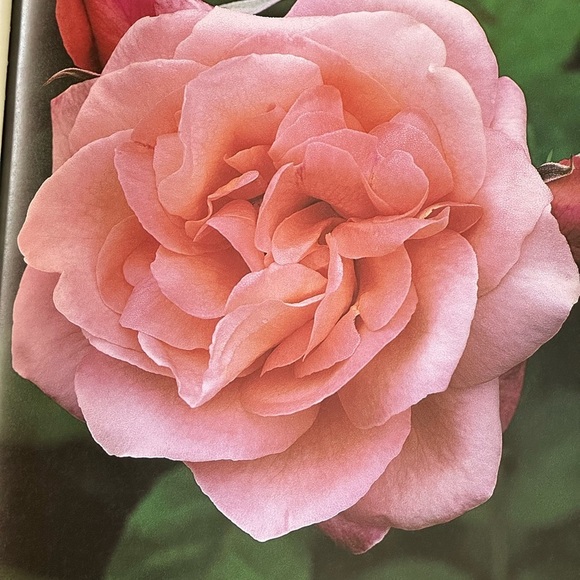 Meet your Posher, Sarah - Picture 2 of 16